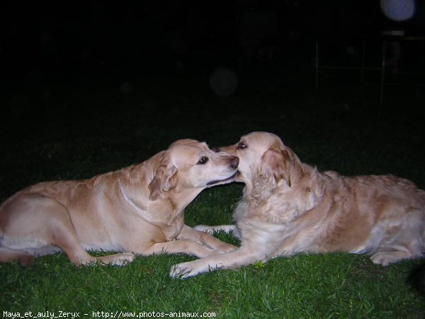 Photo de Golden retriever