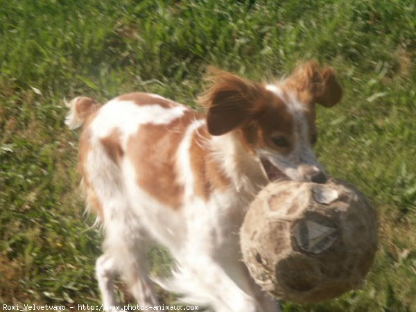 Photo d'Epagneul breton