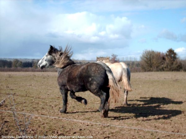 Photo de Percheron