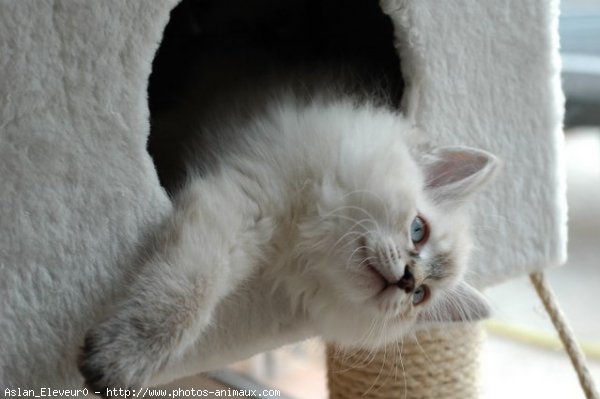 Photo de Ragdoll