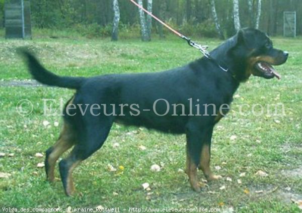 Photo de Rottweiler