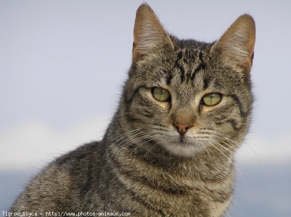 Photo de Chat domestique