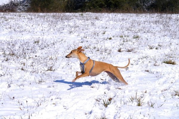 Photo de Whippet