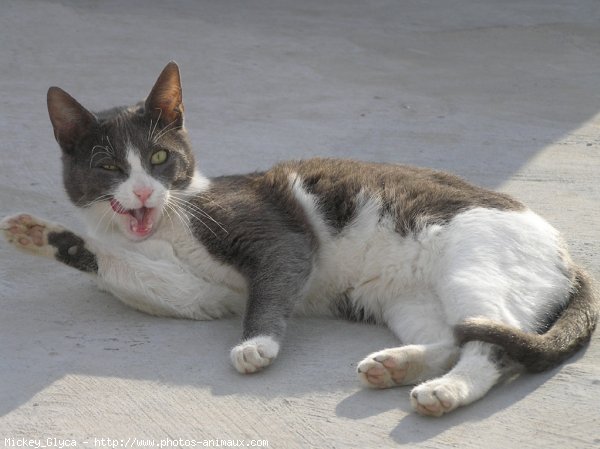 Photo de Chat domestique