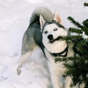 Photo de Husky siberien