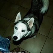 Photo de Husky siberien