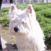 Photo de West highland white terrier