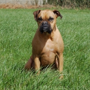 Photo de Boxer