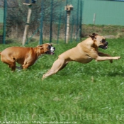 Photo de Boxer