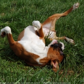 Photo de Boxer