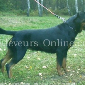 Photo de Rottweiler