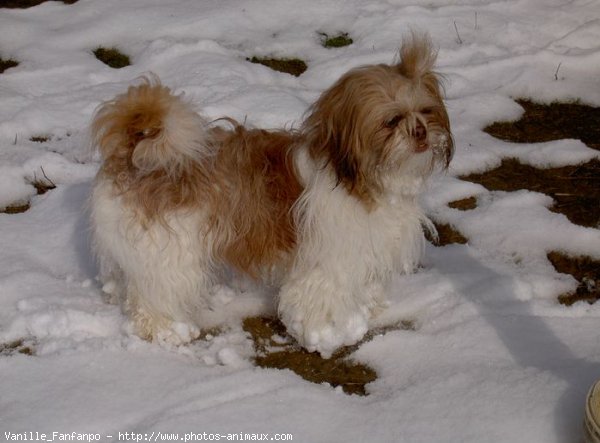 Photo de Shih tzu