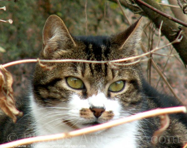 Photo de Chat domestique