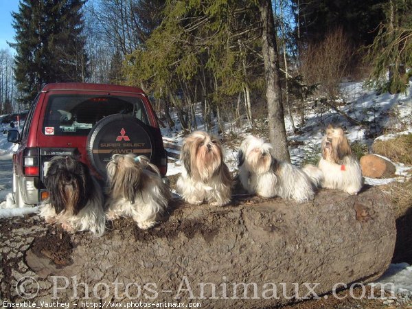 Photo de Shih tzu