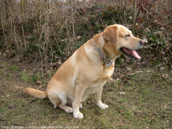 Photo de Labrador retriever