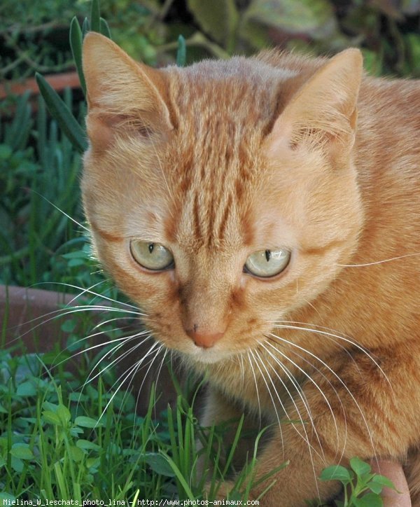 Photo de Chat domestique