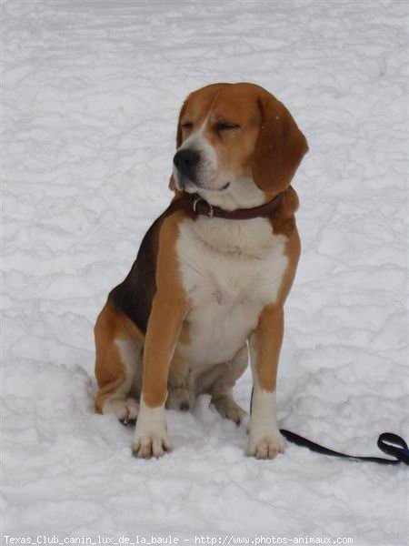 Photo de Beagle