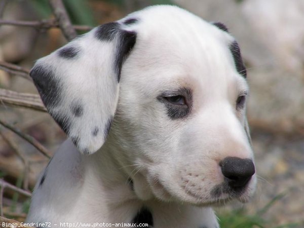 Photo de Dalmatien