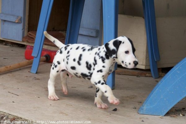 Photo de Dalmatien