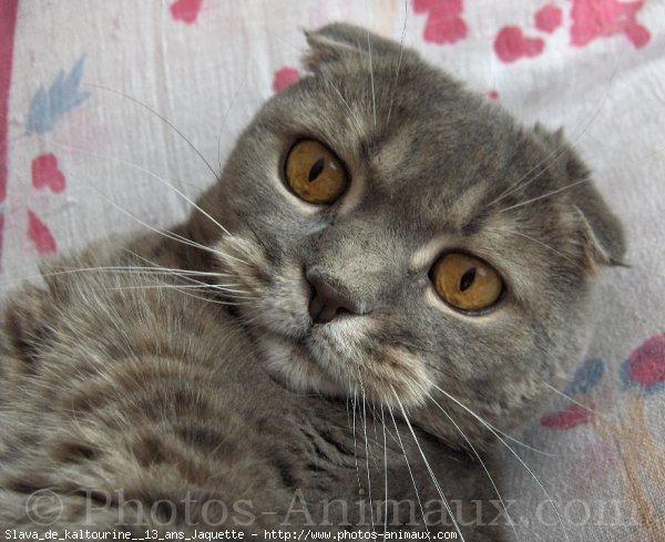 Photo de Scottish fold