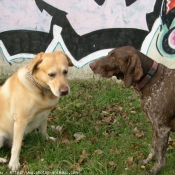 Photo de Labrador retriever