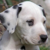 Photo de Dalmatien