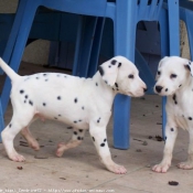 Photo de Dalmatien