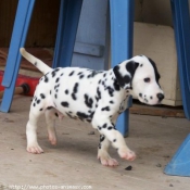 Photo de Dalmatien