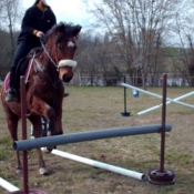 Photo de Poney franais de selle