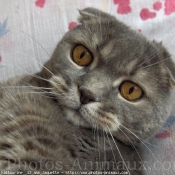 Photo de Scottish fold