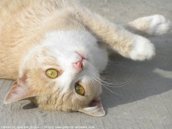 Photo de Chat domestique