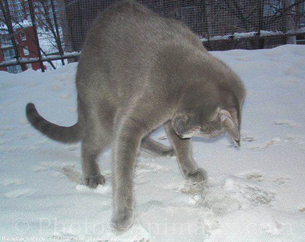 Photo de Chat domestique