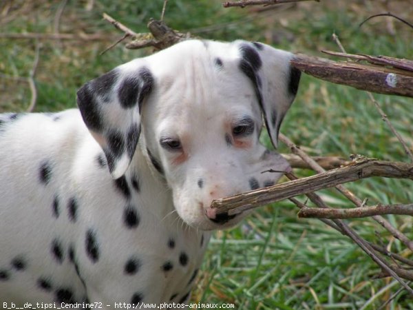 Photo de Dalmatien