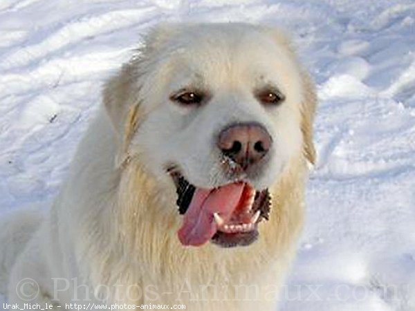 Photo de Chien de berger des tatras