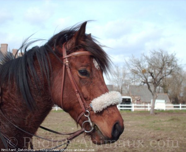 Photo de Poney franais de selle