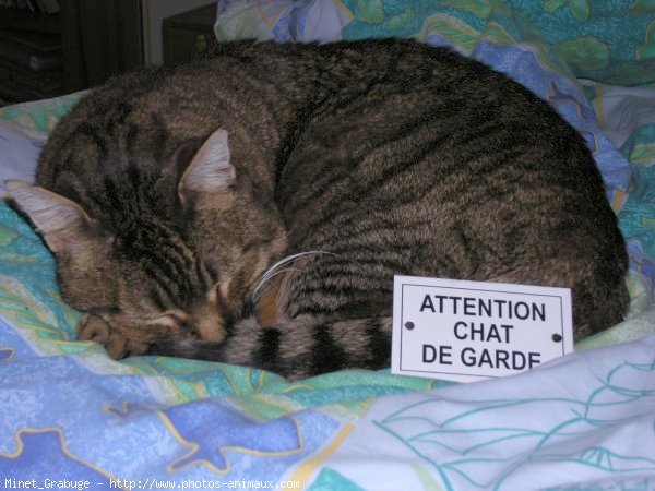 Photo de Chat domestique