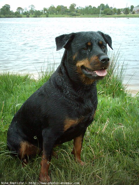 Photo de Rottweiler