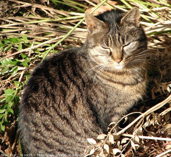 Photo de Chat domestique