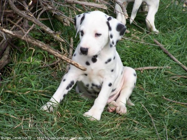 Photo de Dalmatien