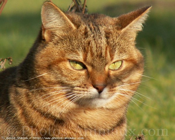 Photo de Chat domestique