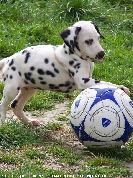 Photo de Dalmatien