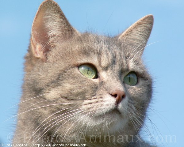 Photo de Chat domestique