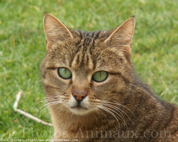 Photo de Chat domestique