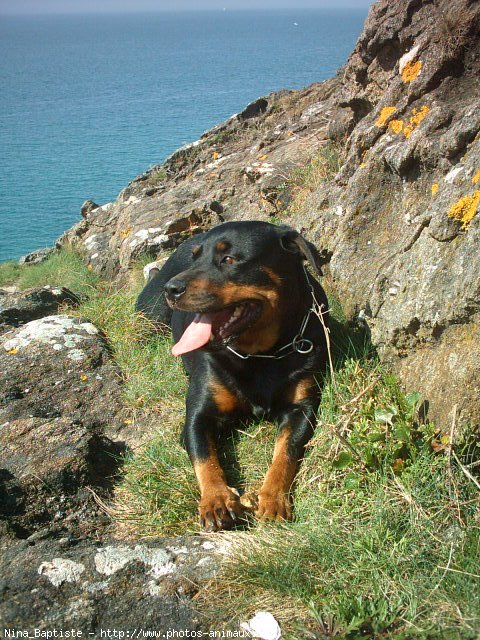 Photo de Rottweiler