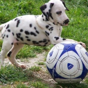 Photo de Dalmatien