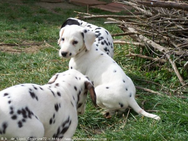 Photo de Dalmatien