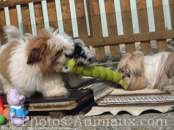 Photo de Shih tzu