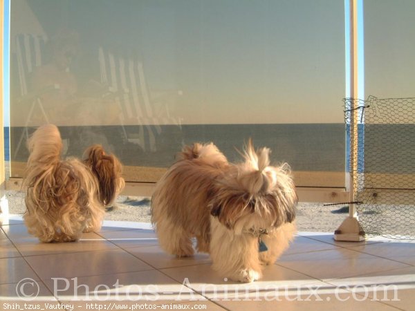 Photo de Shih tzu