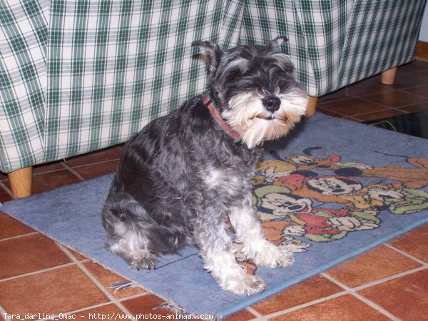 Photo de Schnauzer nain