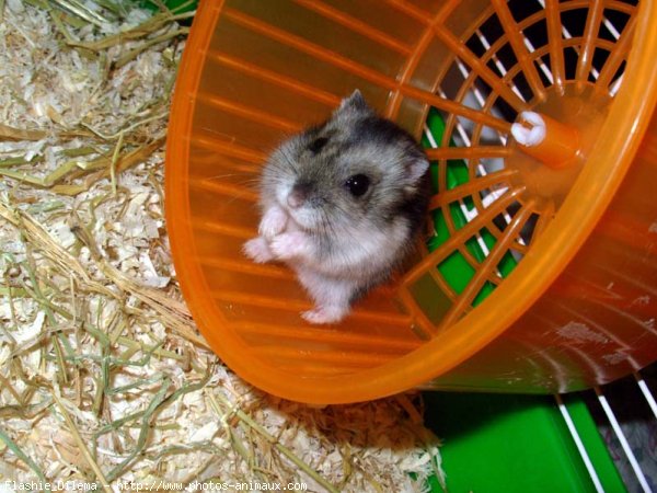 Photo de Hamster